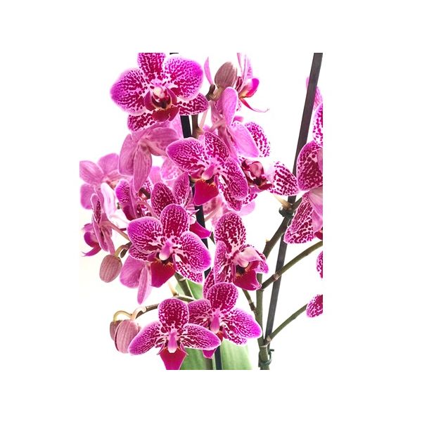 orquídea morada de dos varas en caja, con vino y chocolates Ferrero Rocher